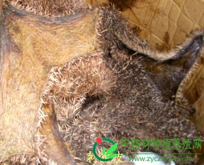 刺猬皮