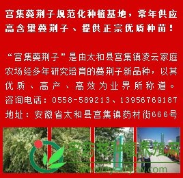 宫集蔓荆子规范化种植基地，常年供应高含量蔓荆子、提供正宗优质种苗