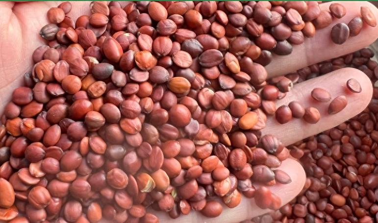 酸枣仁价格再次飙升！