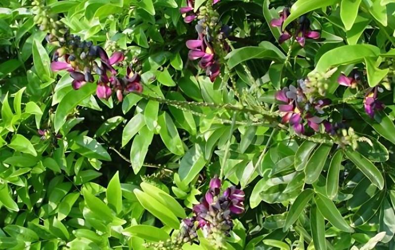 鸡血藤的种植技术方法