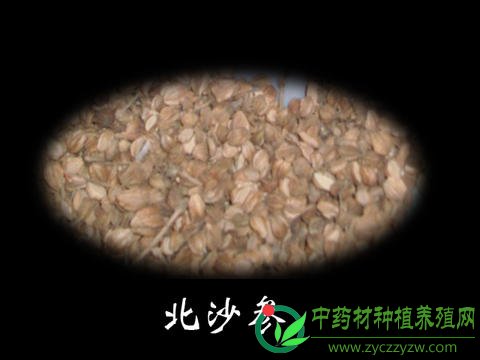 北沙参种子