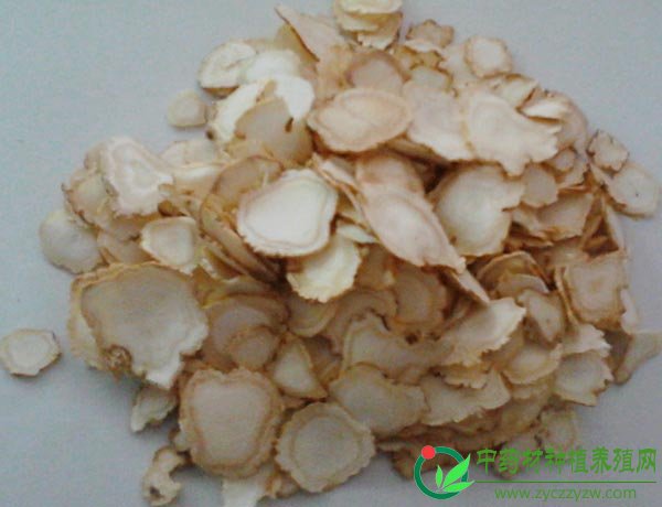 西洋参（国产）