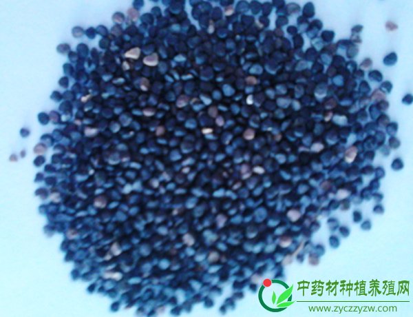 曼陀罗（洋金花）种子