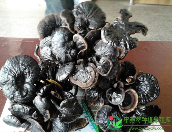 野生竹灵芝