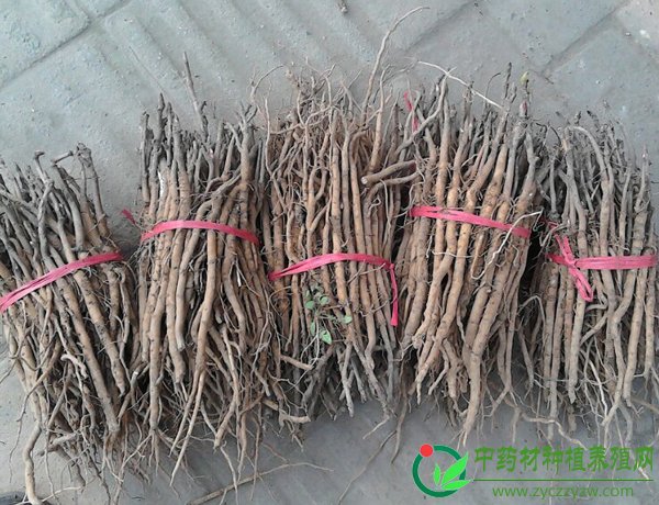 牡丹苗（两年）