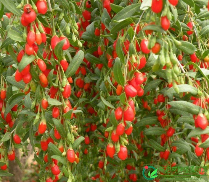 丰收的枸杞喜傻人