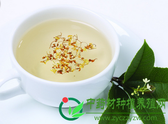 口臭怎么去除 五款中药茶还你清新口气