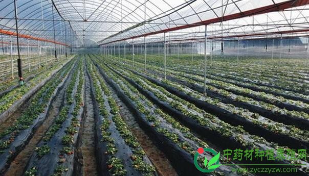 农业部：加快推进贫困山区中药材标准化种植